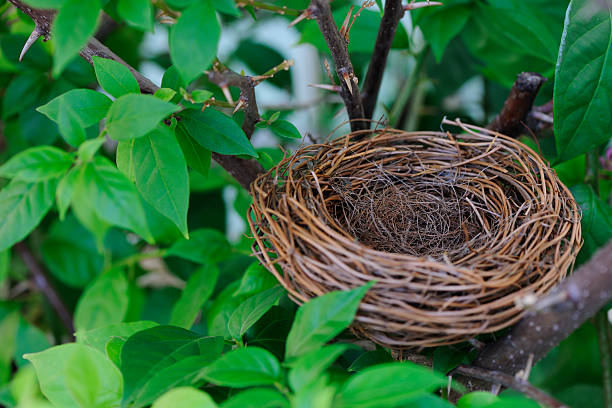 an Empty Nest in a tree